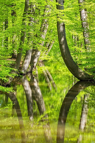 Baumstämme im Wald mit Reflexion im Wasser des Waldstroms von Ben Schonewille