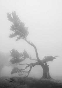 Umgekippter Baum im Nebel von Erwin Pilon