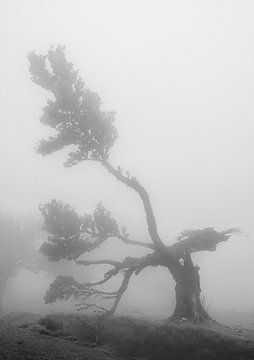 Umgekippter Baum im Nebel von Erwin Pilon