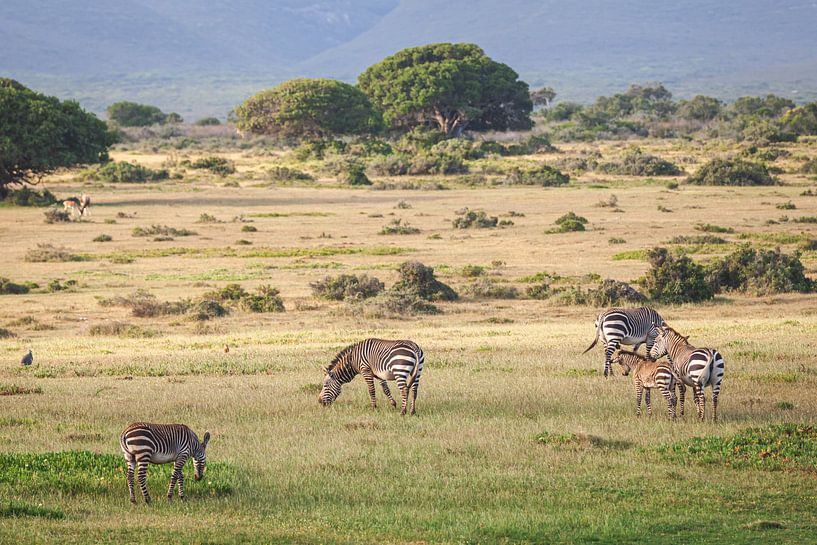 Zebra's in heuvelachtig landschap van Zuid-Afrika van Simone Janssen