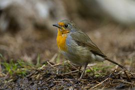 robin by Stobbe; stiltegrafie