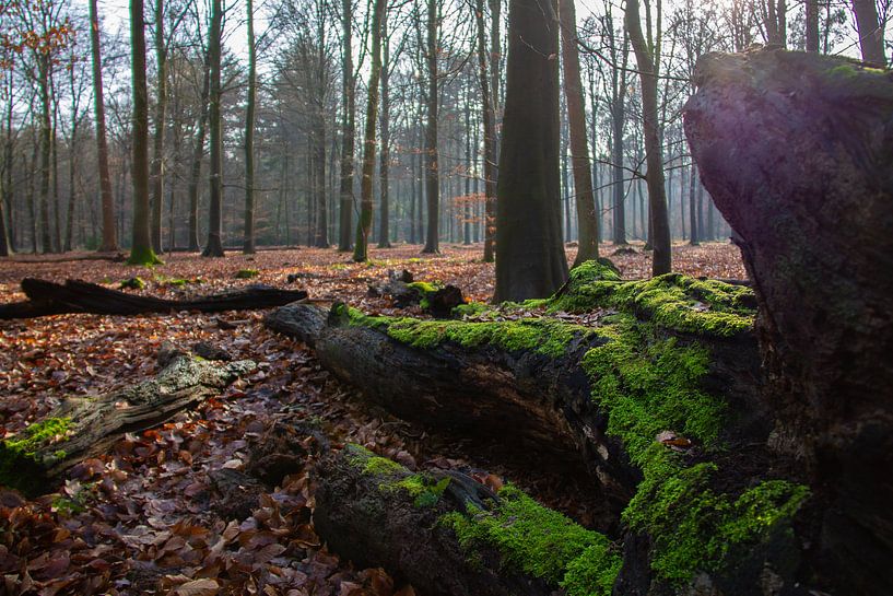 Tronc d'arbre dans la forêt de mâts avec de la mousse verte par Marco Leeggangers