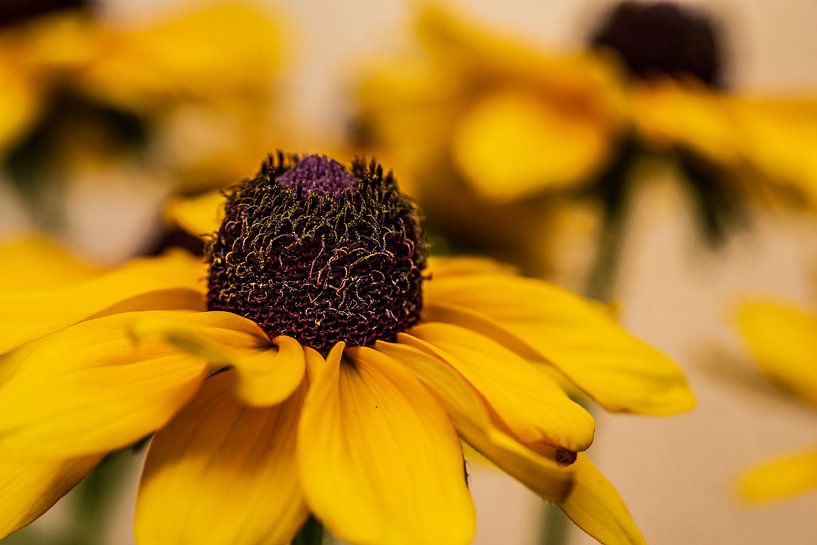 Echinacea gelb von Thomas Riess