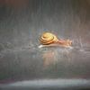 Through the rain (slak) van Hans Soowijl