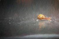 Through the rain (snai)