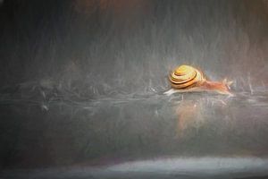 Sous la pluie (escargot) sur Hans Soowijl