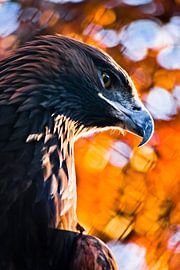 The head of the golden eagle i