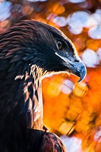 The head of the golden eagle i von Michael Semenov