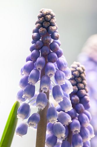 Macro van een druifhyacint