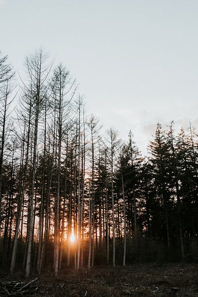 Forêt avec coucher de soleil | Veluwe, Pays-Bas (Hollande) par Trix Leeflang