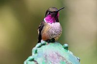 Wild hummingbird in Costa Rica
