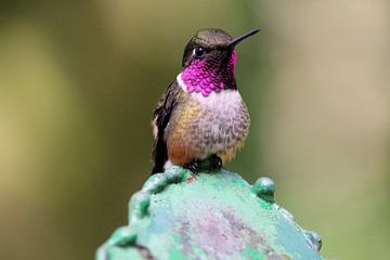 Wilde kolibrie in Costa Rica van Berg Photostore
