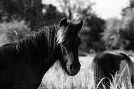 let me have a look van Soekardjo Photography