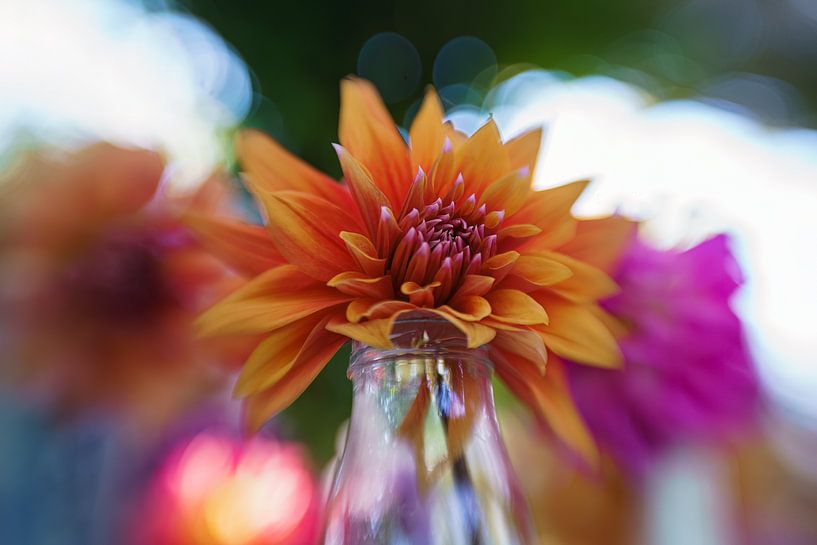 Colourful dalhias by Jan Linskens