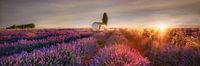 Lavendelveld in de Provence in de gloed van de zonsopgang.