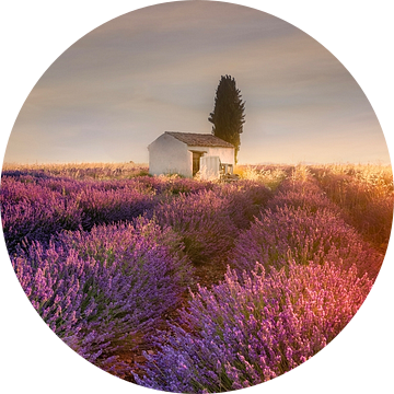Lavendelveld in de Provence in de gloed van de zonsopgang. van Voss fotografie