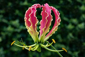 Gloriosa superba 'Rothschildiana'