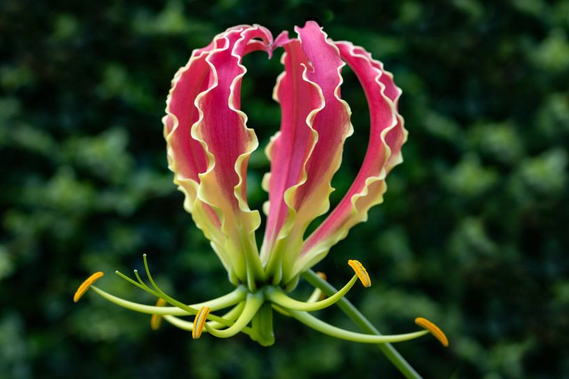 Gloriosa superba &#039;Rothschildiana&#039; by Klaartje Majoor