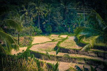 View over the rice fields in Bali Indonesia by Bianca  Hinnen