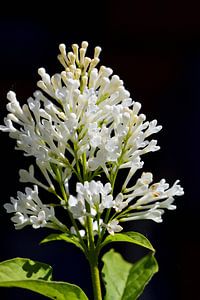 Petites fleurs blanches