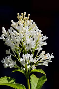 Witte kleine bloemetjes van Gerard de Zwaan