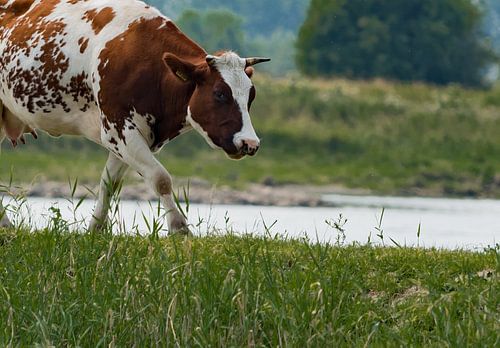 Maasrijnijssel roodbonte koe