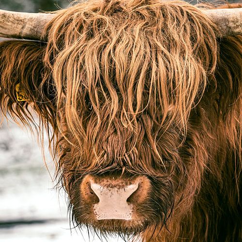 Schotse Hooglander close-up portret in de sneeuw