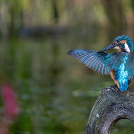 IJsvogel van Marjon Tigchelaar