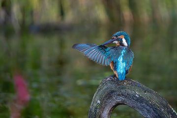 Kingfisher by Marjon Tigchelaar