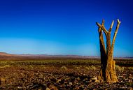 entlang des Weges in Namibia von Ed Dorrestein Miniaturansicht