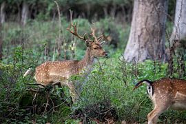 Ree von Tim Voortman