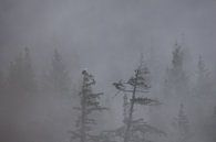 Misty morning in Canada by Larissa Rand thumbnail