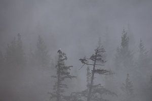 Matin brumeux au Canada