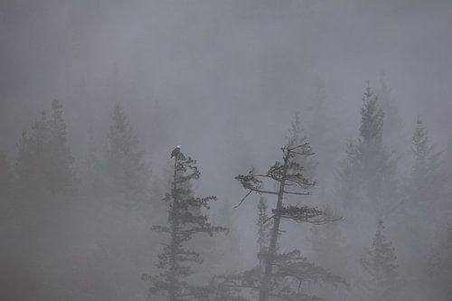 Nebliger Morgen in Kanada