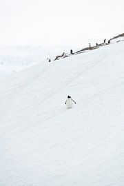 Un manchot papou sur une pente enneigée en Antarctique sur Nanda Bussers