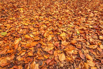 Afgevallen boombladeren in herfstkleuren