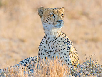 Cheetah