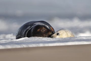 Moederliefde grijze zeehond in de branding van Vincent Verkuil