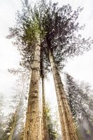 Tall Trees
