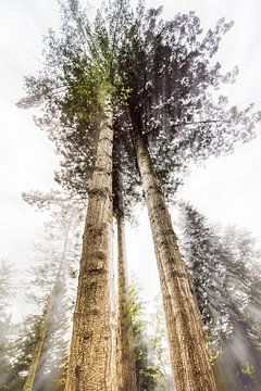 Hohe Bäume von Bob Daalder