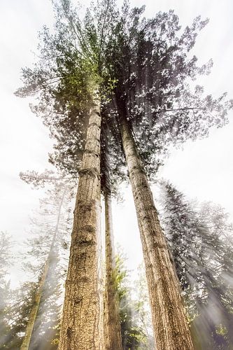 Tall Trees by Bob Daalder