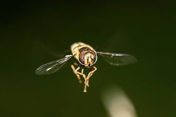 Vliegend insect vliegt recht op de kijker af van Anne Ponsen