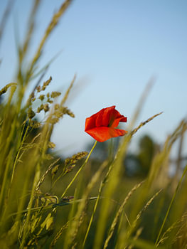 Coquelicot dans le vent