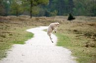 Springendes Lamm von Merijn van der Vliet Miniaturansicht