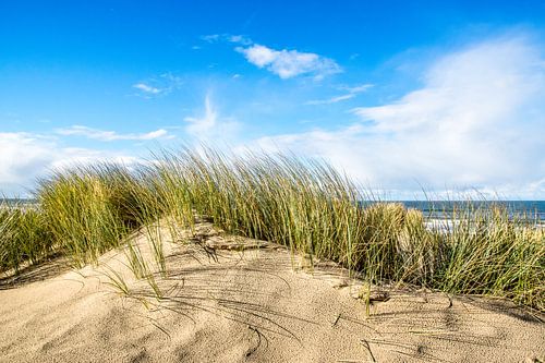 Rispengras auf gelber Düne