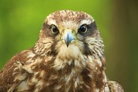 Falcon