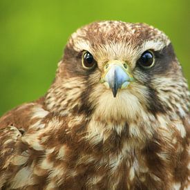 Falcon von Richard van Oudheusden