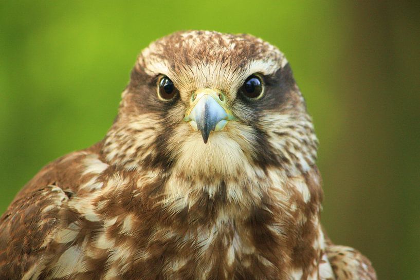 Falcon by Richard van Oudheusden