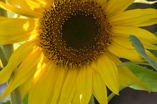 Een zonnebloembloem in de tuin