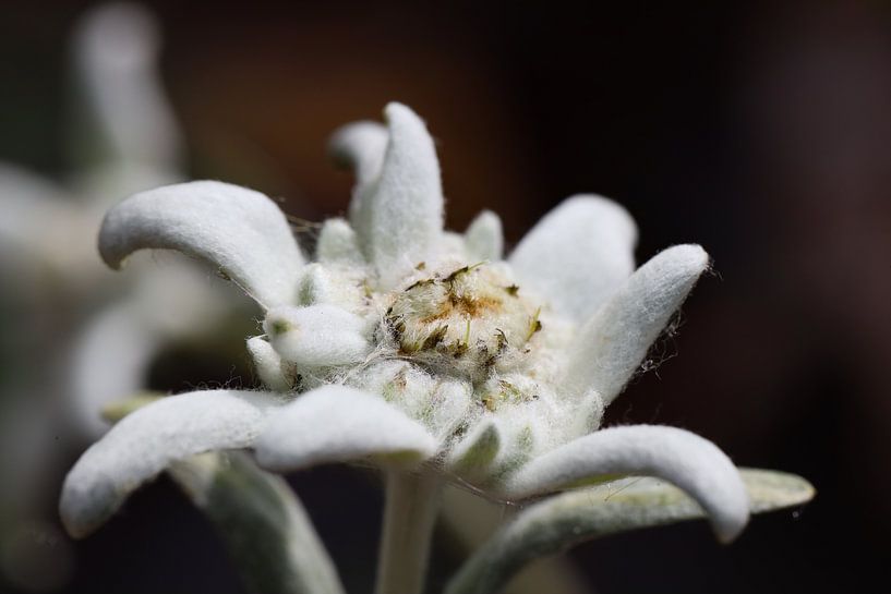 edelweiss by Marieke Funke